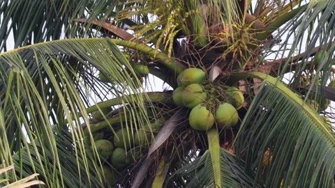 Coconut tree with green tender coconuts. leaves swaying in the wind. Video stock 194509844