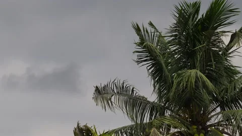 Coconut tree with green tender coconuts. leaves swaying in the wind. Stock-Footage 194510471
