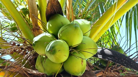 Coconut tree. a group of coconut ball branch Stock Footage 35380926