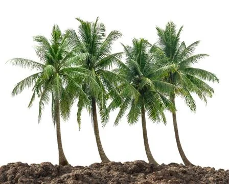 Coconut tree group Stock Photos
