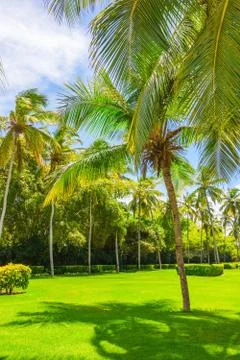 Coconut tree grove 写真素材