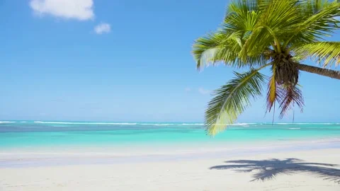 Coconut tree hangs over the azure sea 4k stock video background. Stock-Footage 151496486