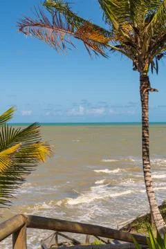 Coconut tree hangs over tropical sea Stock Photos