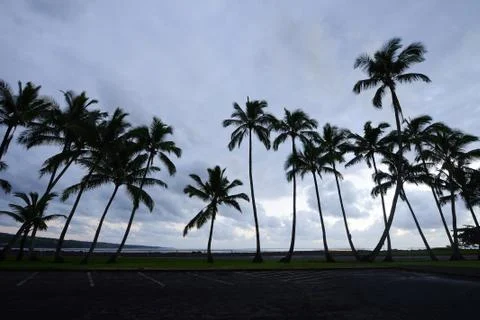 Coconut tree in Hawaii Stock Photos
