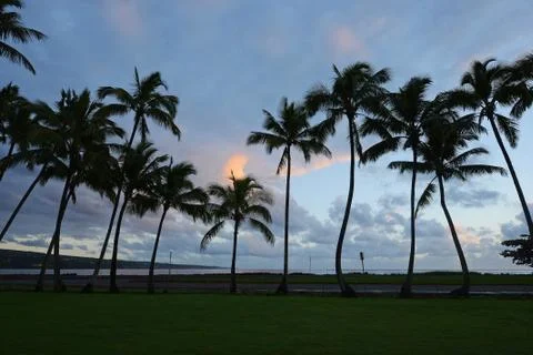 Coconut tree in Hawaii Stock Photos