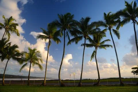 Coconut tree in Hawaii Stock Photos
