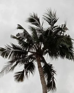 Coconut tree with horizontal top Stock Photos