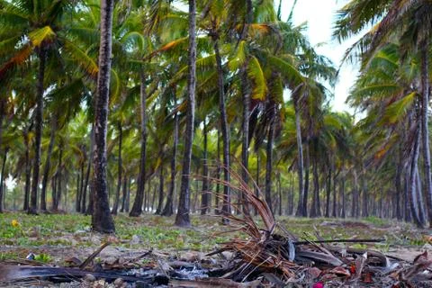 Coconut-Tree II Stock Photos