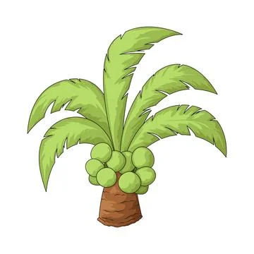 Coconut tree illustration Stock Illustration