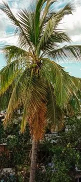 Coconut tree image Stock Photos