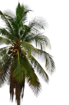 Coconut tree isolate on white Stock Photos