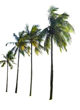 Coconut tree isolated Stock Photos