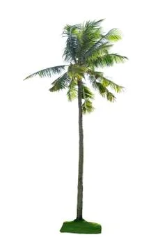 Coconut tree isolated Stock Photos