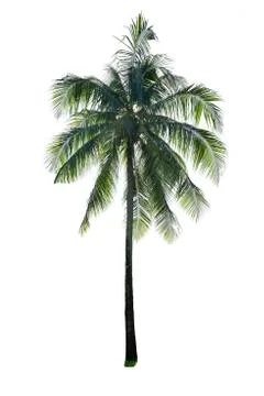 Coconut tree isolated Stock Photos