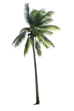 Coconut tree isolated Stock Photos
