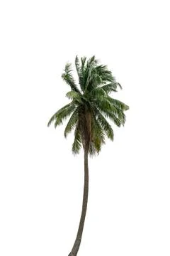 Coconut tree isolated on white background with clipping path Stock Illustration