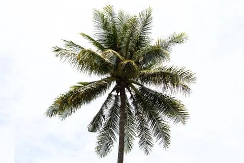 Coconut tree isolated on white background Stock Photos