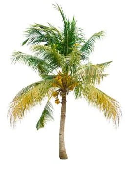 Coconut tree isolated on white background 写真素材