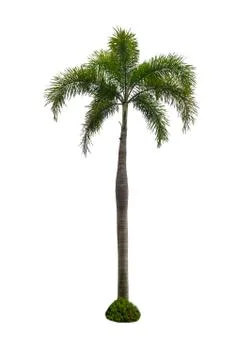 Coconut tree isolated on white background Stock Photos
