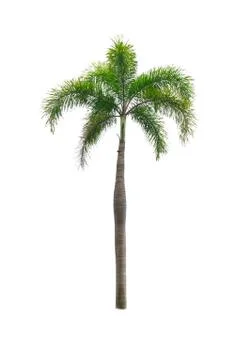 Coconut tree isolated on white background Stock Photos
