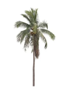 Coconut tree isolated on white background. Stock Photos