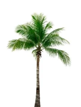Coconut tree isolated on white background used for advertising decorative arc 库存照片
