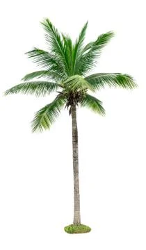 Coconut tree isolated on white background used for advertising decorative arc Foto stock