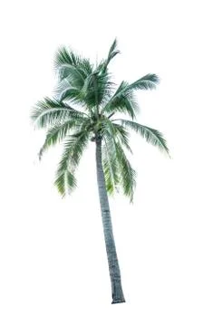 Coconut tree isolated on white background used for advertising decorative arc Foto stock