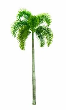 Coconut tree isolated on white background used for advertising decorative arc 库存照片