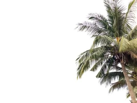 Coconut tree isolated in white background Stock Photos