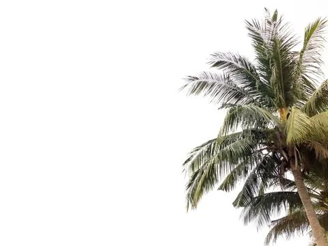 Coconut tree isolated in white background Stock Photos