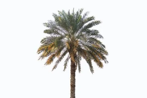 Coconut tree isolated on white background. Stock Photos