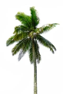 Coconut tree isolated on white background Stock Photos