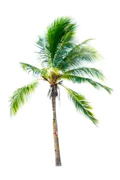 Coconut tree isolated on white background Stock Photos