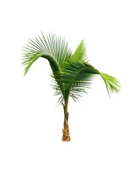 Coconut tree isolated on white background  Stock Photos