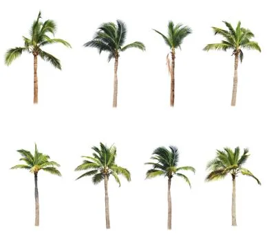 Coconut tree isolated on white background  Stock Photos