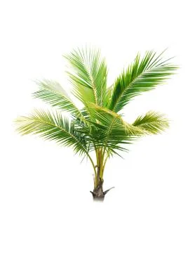 Coconut tree isolated on white background  Stock Photos