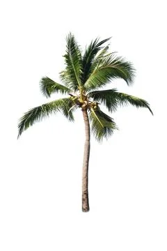Coconut tree isolated on white background  Stock Photos