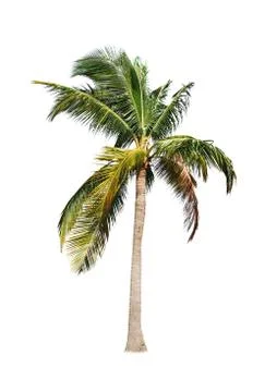 Coconut tree isolated on white background  Stock Photos