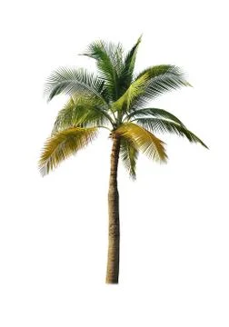 Coconut tree isolated on white background  Stock Photos