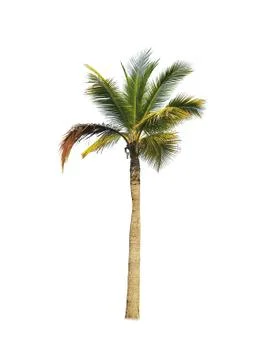 Coconut tree isolated on white background  Stock Photos