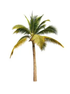 Coconut tree isolated on white background  Foto stock