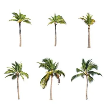 Coconut tree isolated on white background  Stock Photos