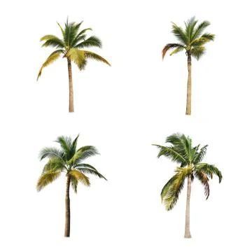 Coconut tree isolated on white background  Stock Photos