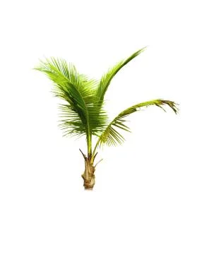 Coconut tree isolated on white background  Stock Photos
