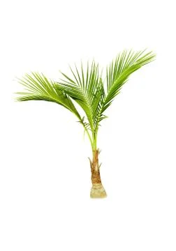 Coconut tree isolated on white background  写真素材