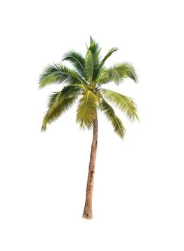 Coconut tree isolated on white background  Stock Photos