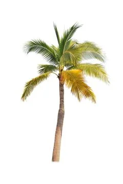 Coconut tree isolated on white background  Stock Photos