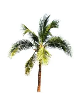 Coconut tree isolated on white background  Stock Photos