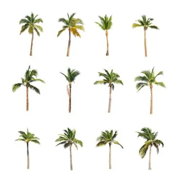 Coconut tree isolated on white background  Stock Photos